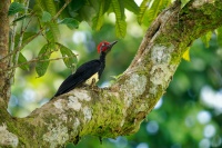 Datel indomalajsky - Dryocopus javensis - White-bellied Woodpecker o0408